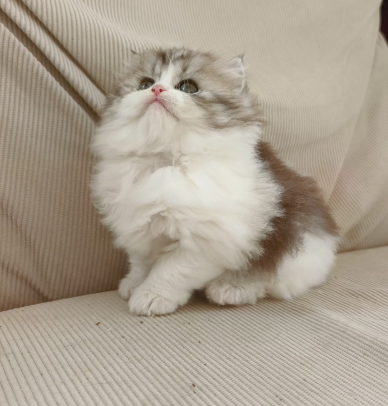 独生女起司妹妹，品相嘎嘎好，超级可爱